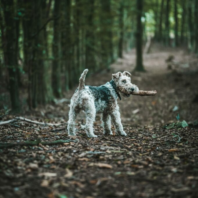 jeppe-hove-jensen-z_Kb-oY-Riw-unsplash