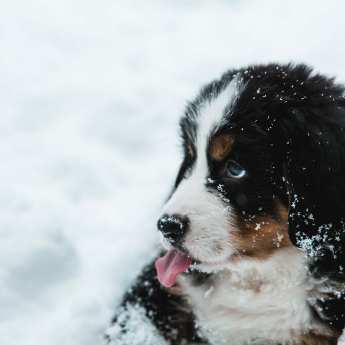 josh-bean-LNTI3wt81tw-unsplash