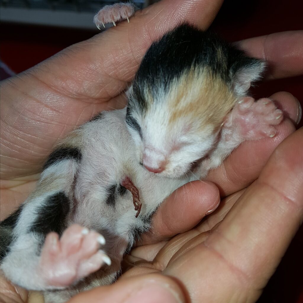 pasgeboren kitten