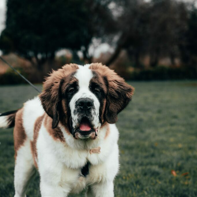 alex-motoc-KaZmCqgirSY-unsplash