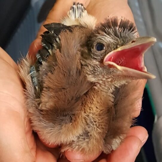 baby vlaamse gaai