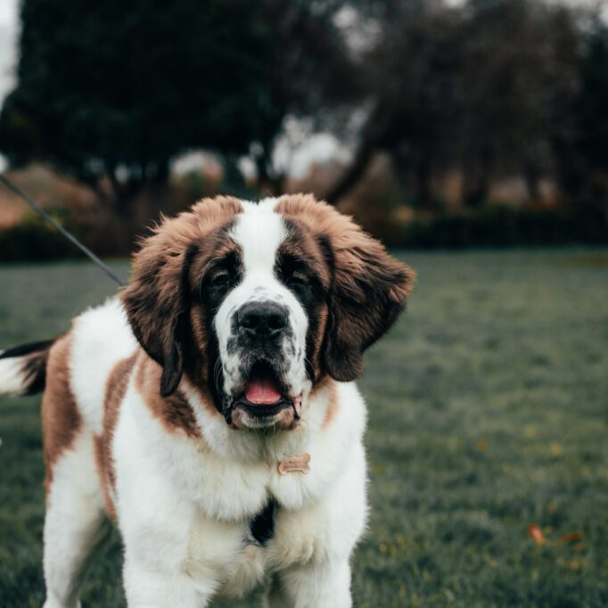 alex-motoc-KaZmCqgirSY-unsplash
