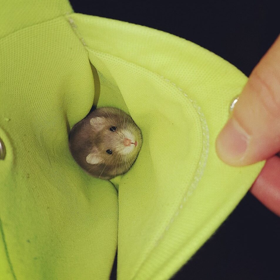 hamster