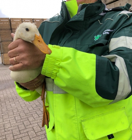 Gans 9-juni-2019 2 Gans 9-juni-2019 2