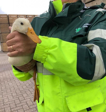 Gans 9-juni-2019 2 Gans 9-juni-2019 2