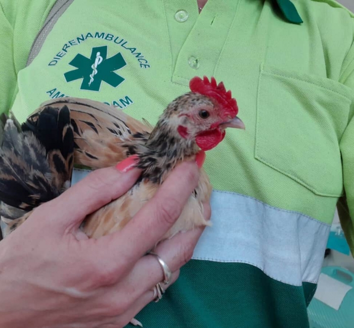 Haantje 30-7-2019 2 Haantje 30-7-2019 2