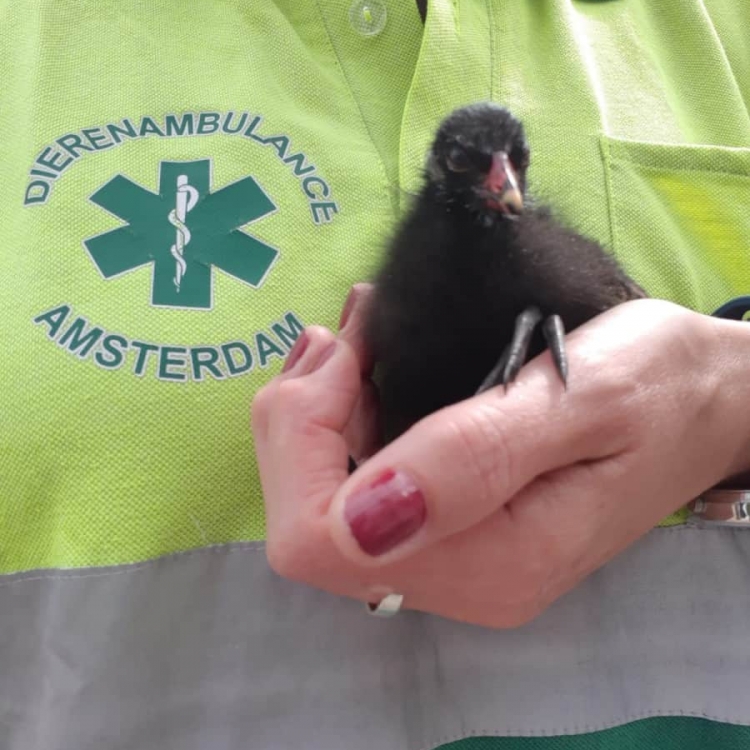 Waterhoen baby juli 2019 1 Waterhoen baby juli 2019 1