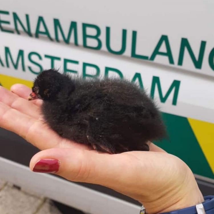 Waterhoen baby juli 2019 2 Waterhoen baby juli 2019 2